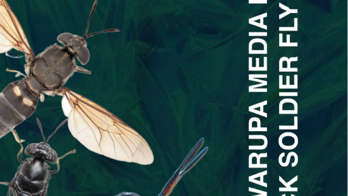 Purwarupa Media Hidup Black Soldier Fly (BSF)